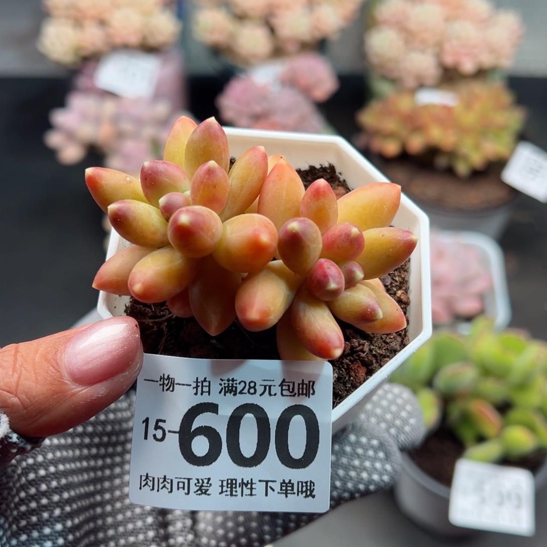 千代田之松多肉多肉单头多肉