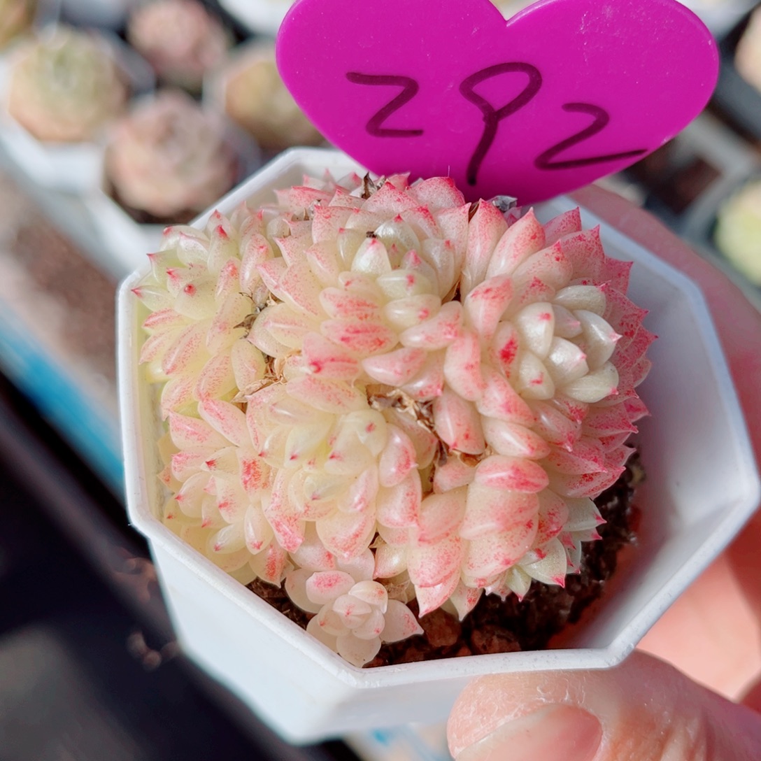 292号小老桩麦秆群