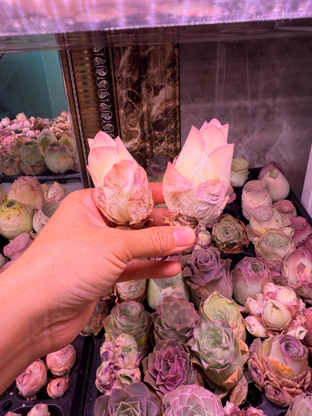 帕尔马全粉花开并蒂山地玫瑰