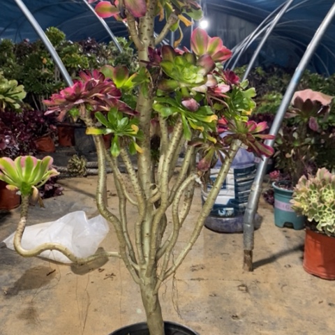 嫁接多肉植物035