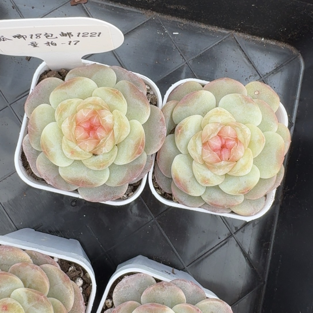 1221-017-假荷包蛋一颗量拍