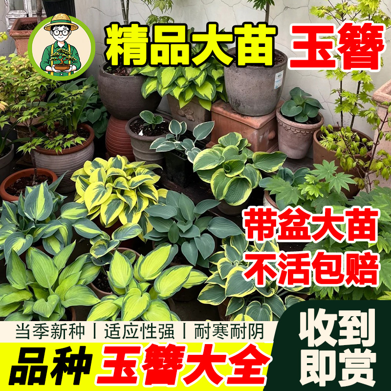 拾园记【玉簪花直播间】盆栽室内外庭院多年生耐阴热好养观叶绿植物
