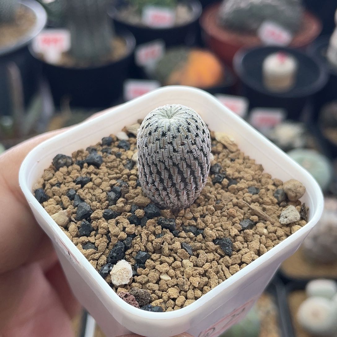 实生白斜子仙人球