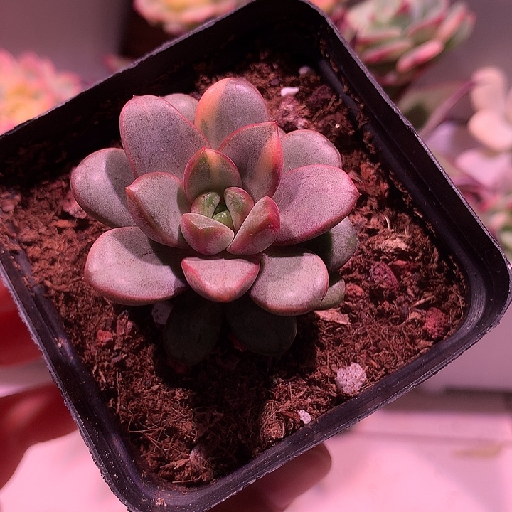 葡萄锦锦锦锦锦锦锦