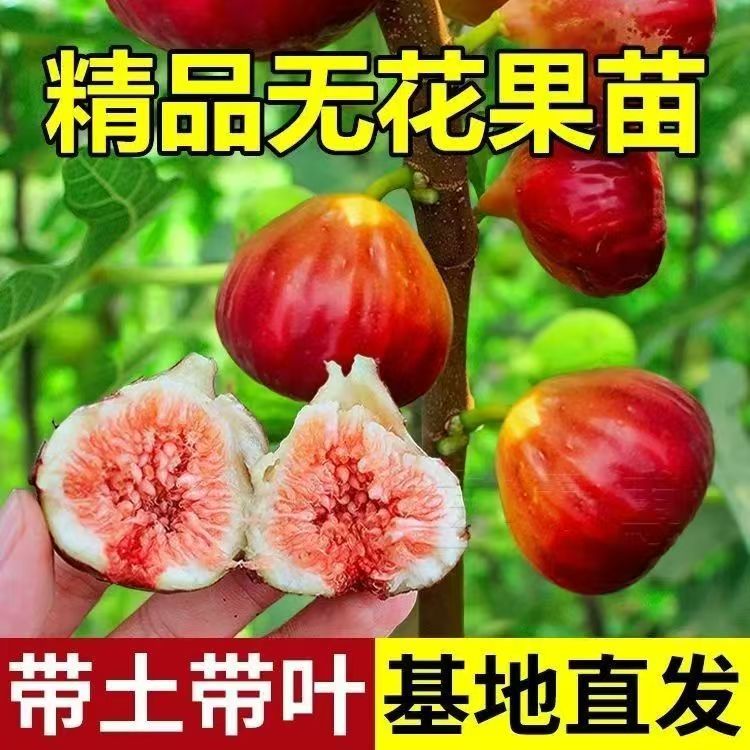 特大波姬红无花果树苗当年结果适合南北方地栽盆栽