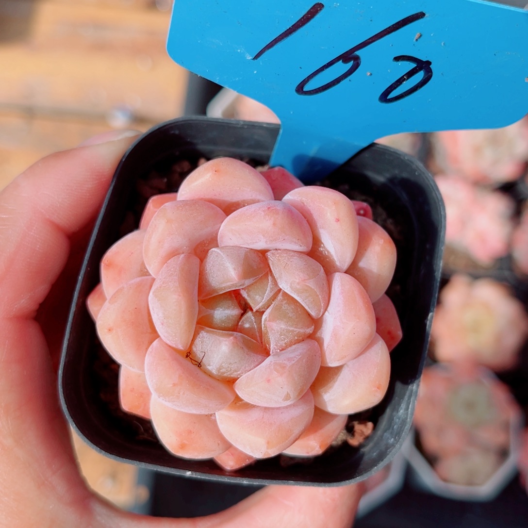 昱****160号小老桩糖心单头