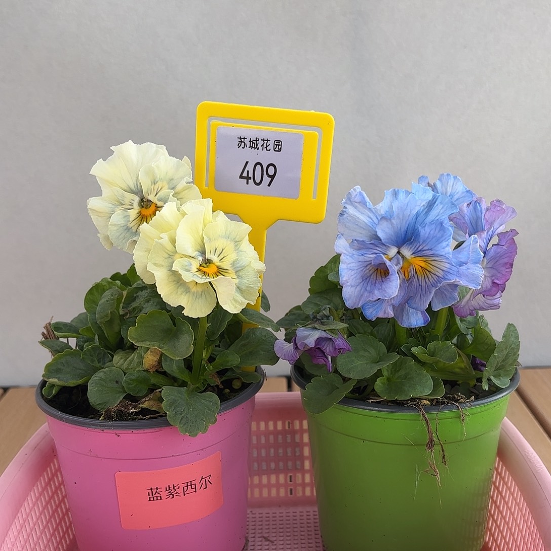 大部分开放少量花苞409