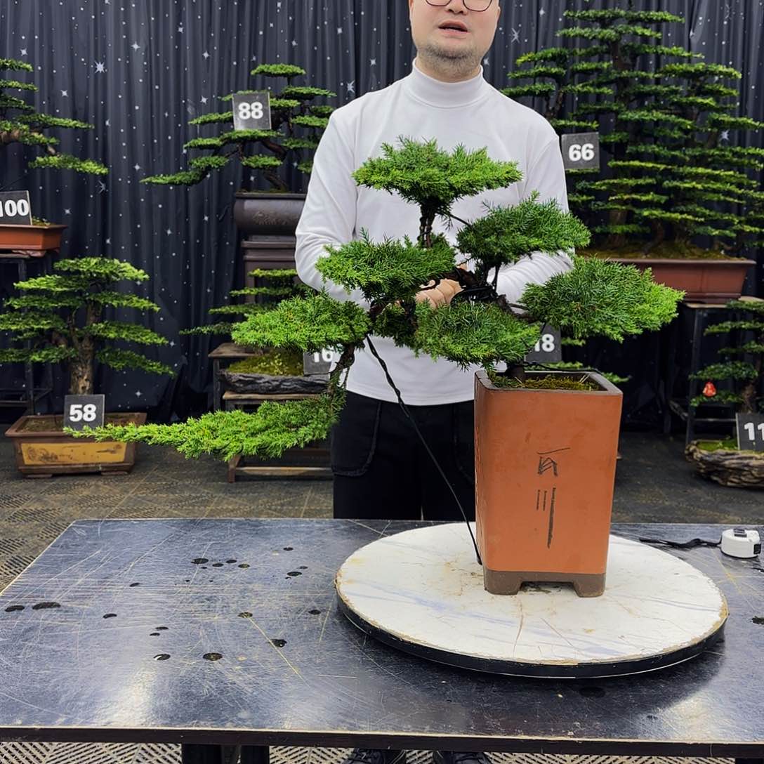 龙爪松高端造型盆景