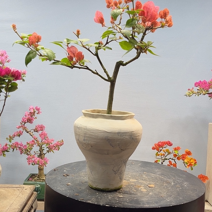 完全开放三角梅一物一拍