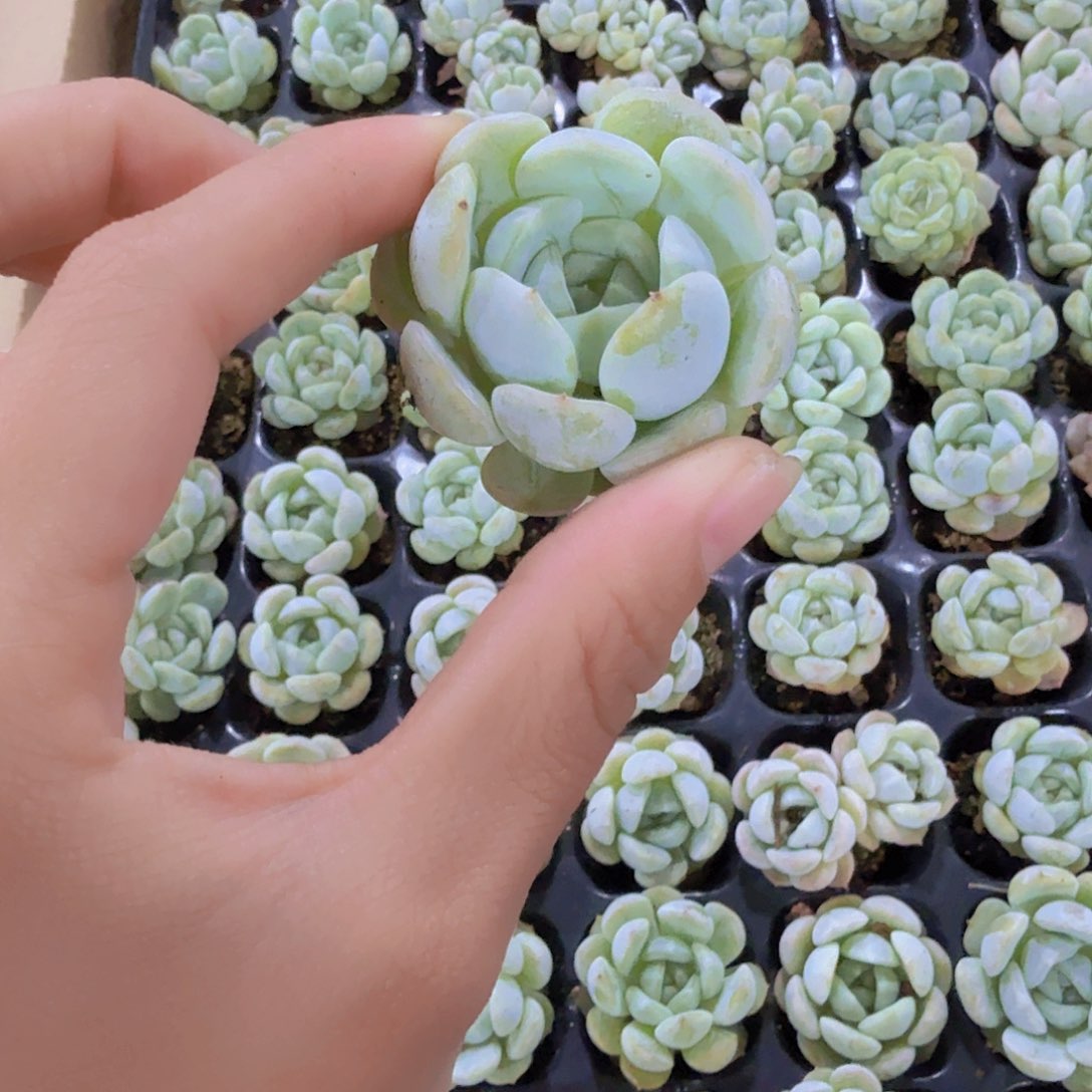 哈尼穴苗三颗一组