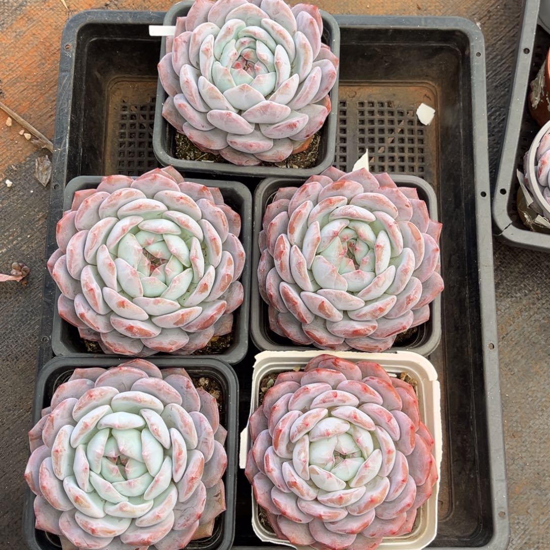 443号新疆西藏内蒙古不包邮