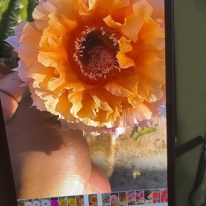 仙人球丽花彩草G4155