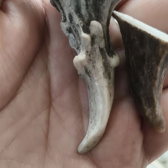 陶瓷鹿角鹿角鹿角