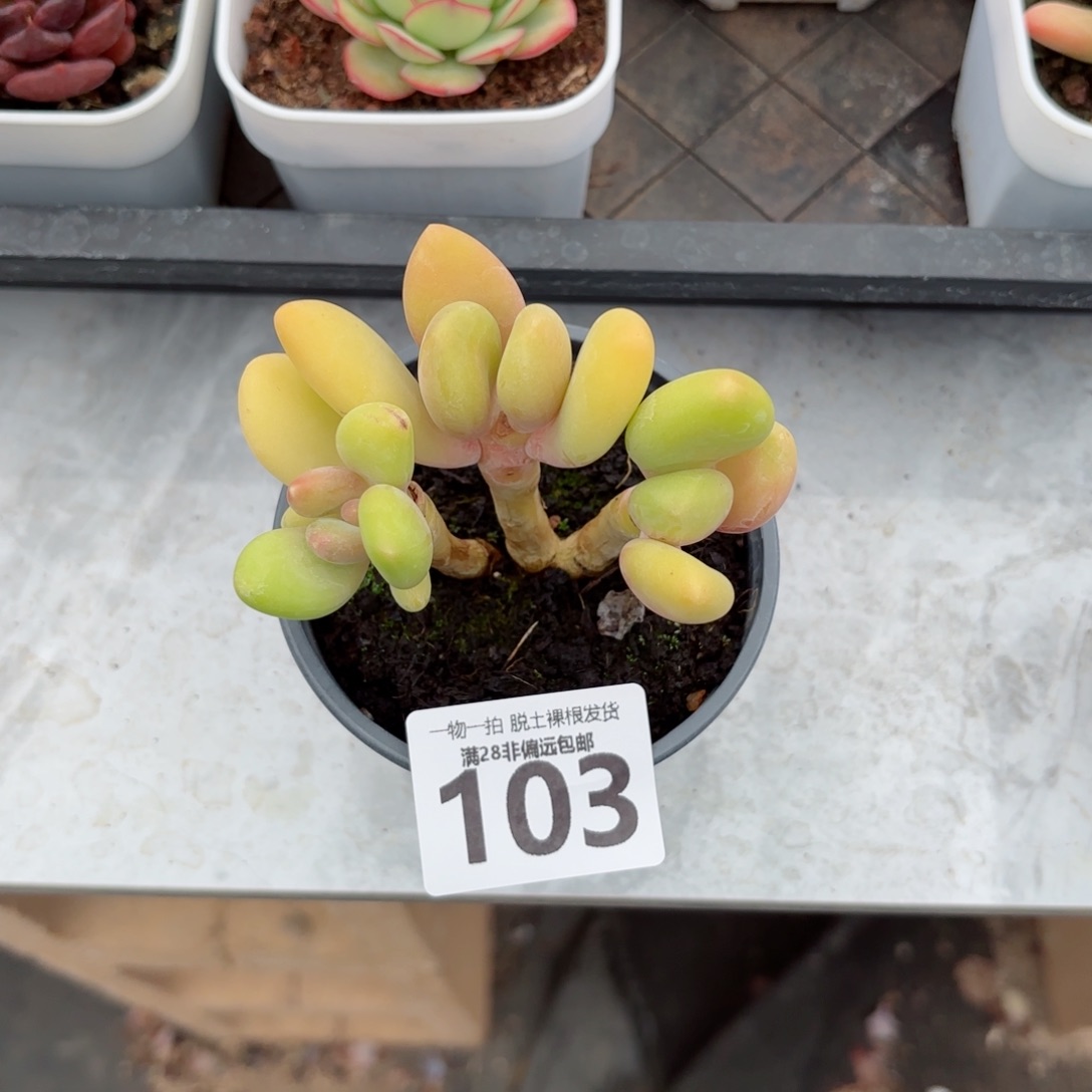 芒果奶三头无盆土发货