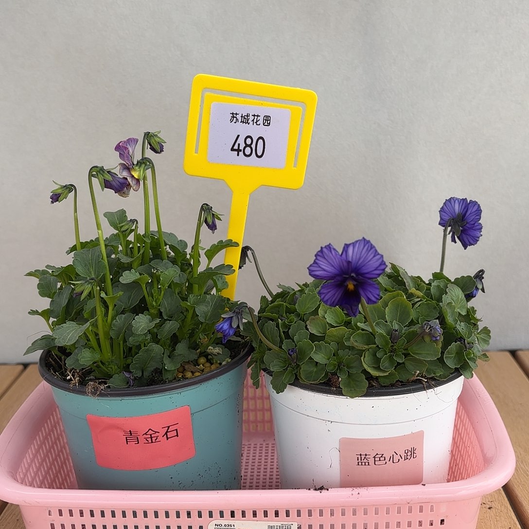 大部分开放少量花苞480