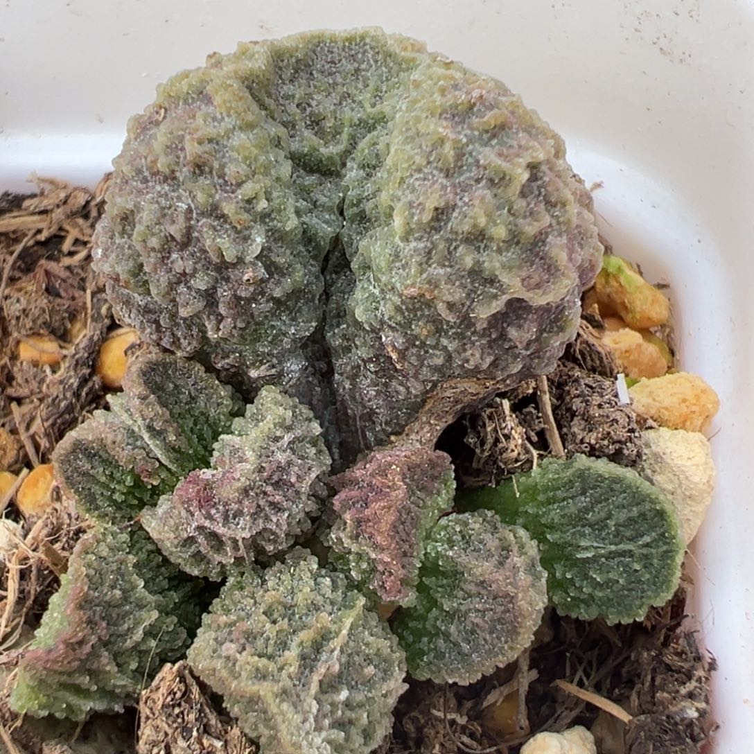 实生新品大苗多肉植物水泡
