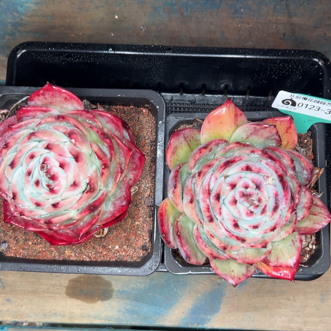 多肉编号0123-332