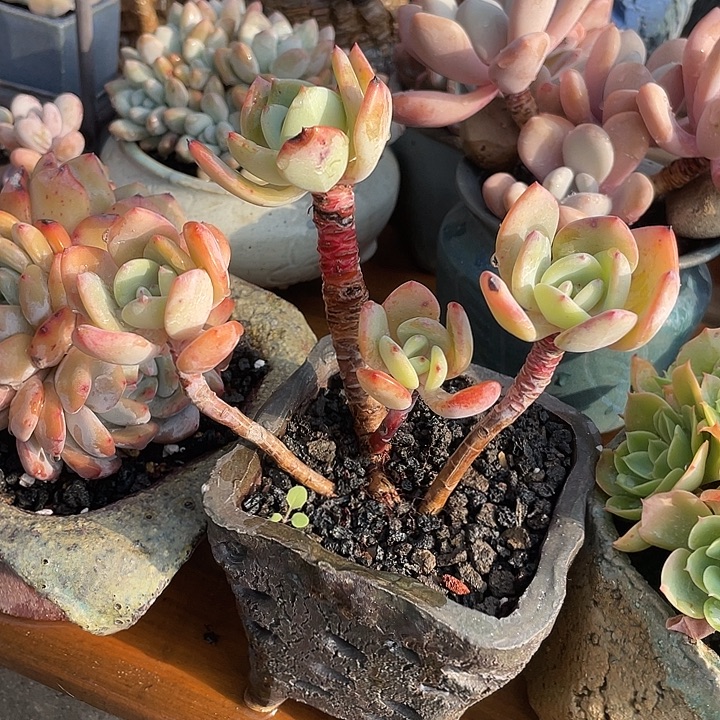 4头白月光果冻小叶精致