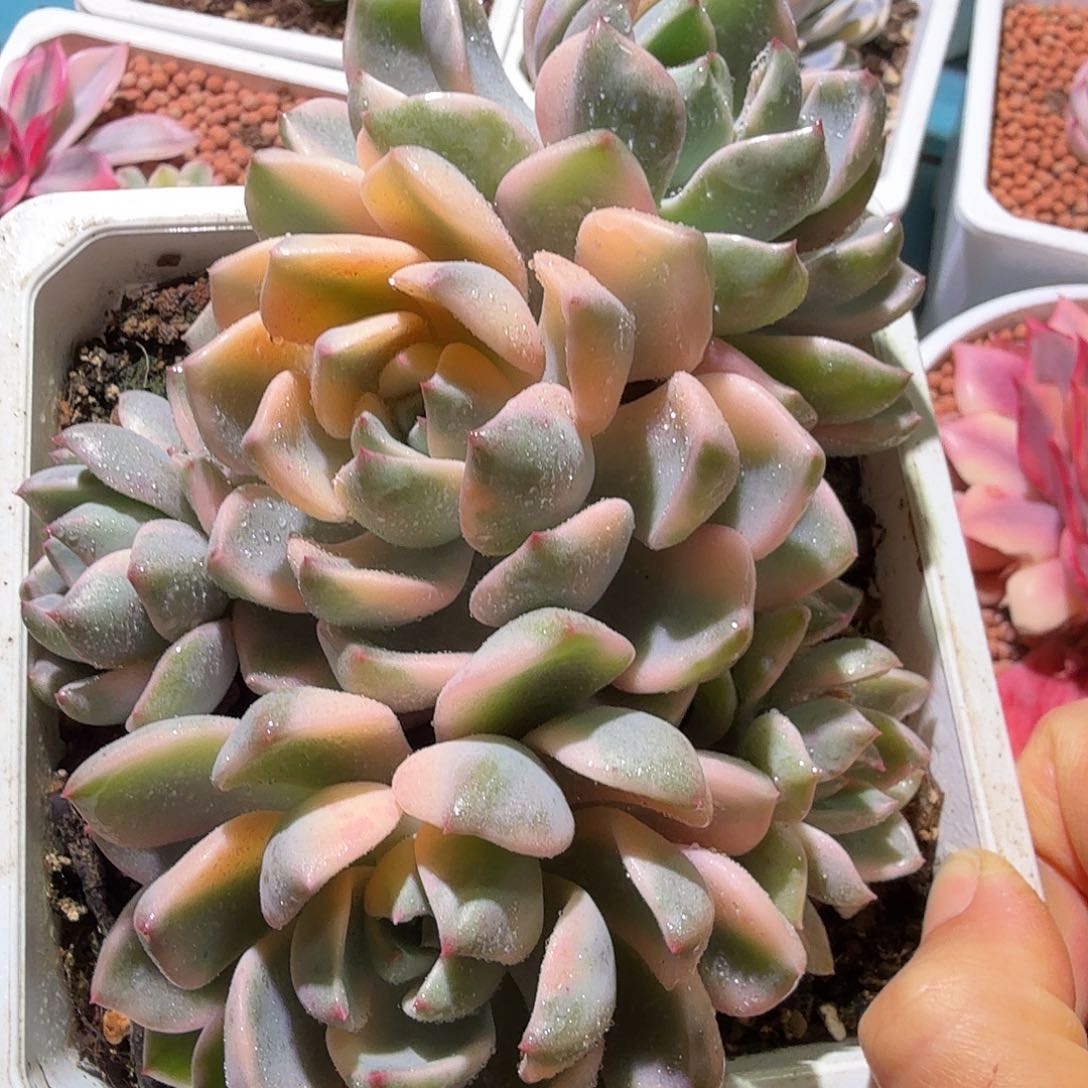 红粉佳人锦底座，多肉植物