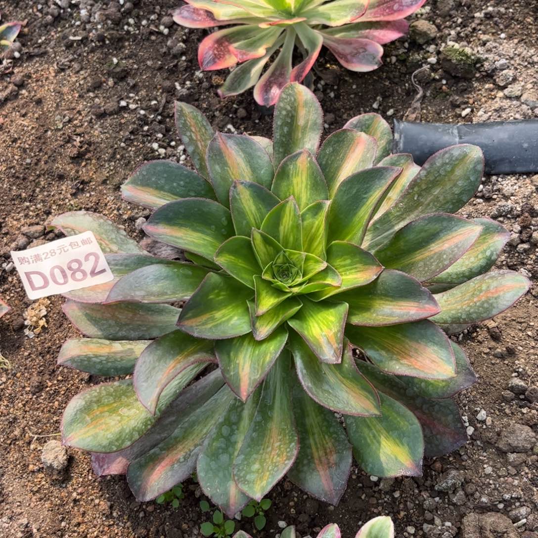 082多肉植物魅影中斑