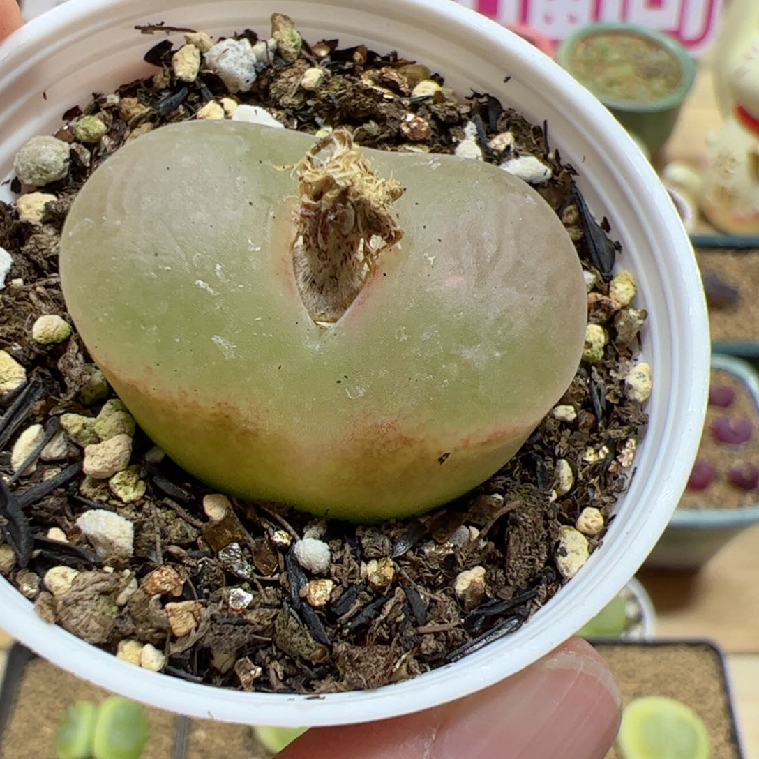 【闪购商品】330 带盆