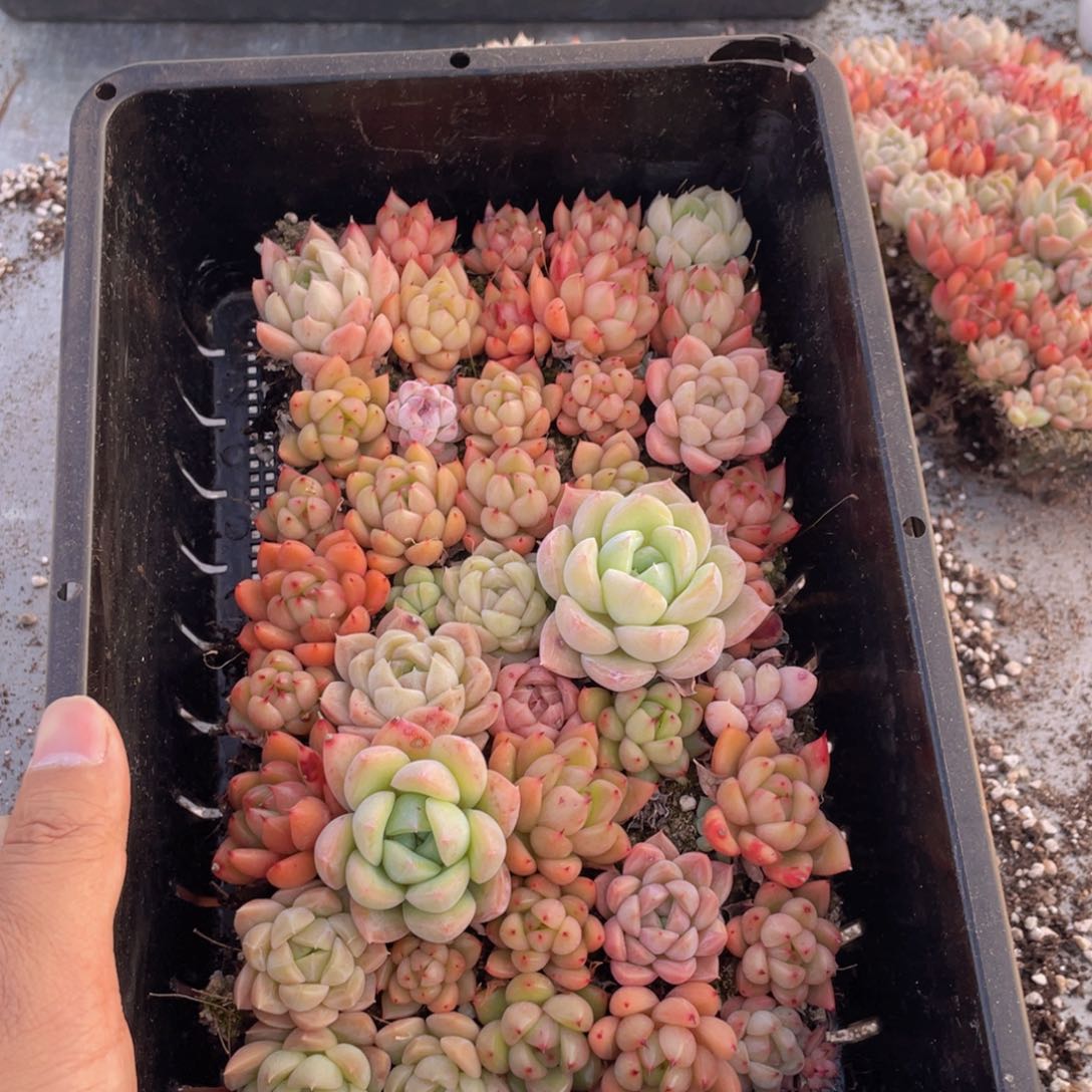 云糖心多肉植物16