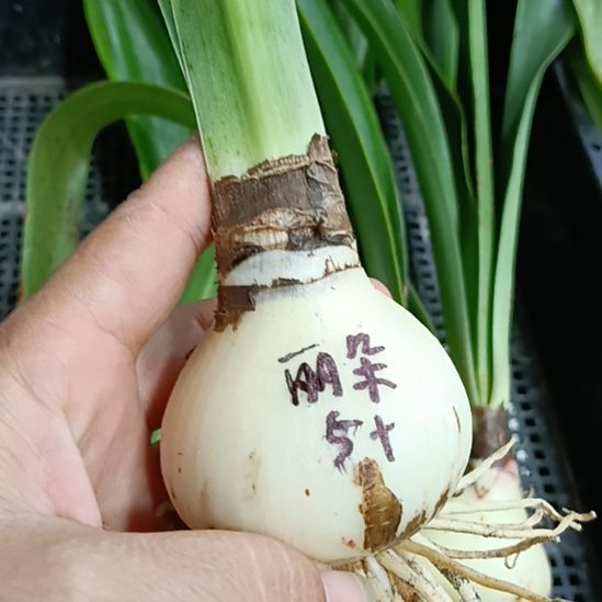 无花朵丽朵香妃5+发一个