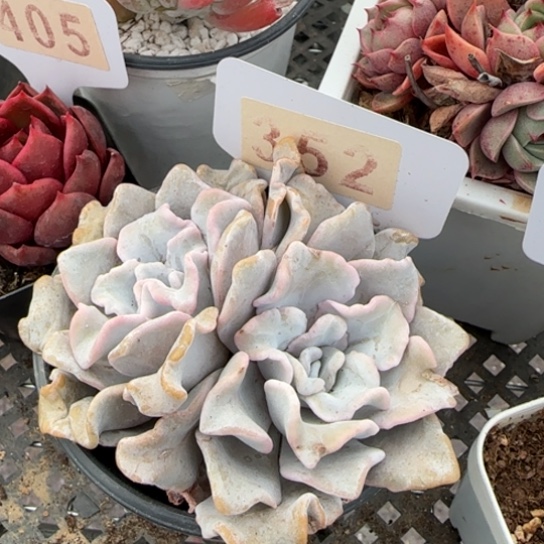 352芭蕾舞者一物一拍多肉