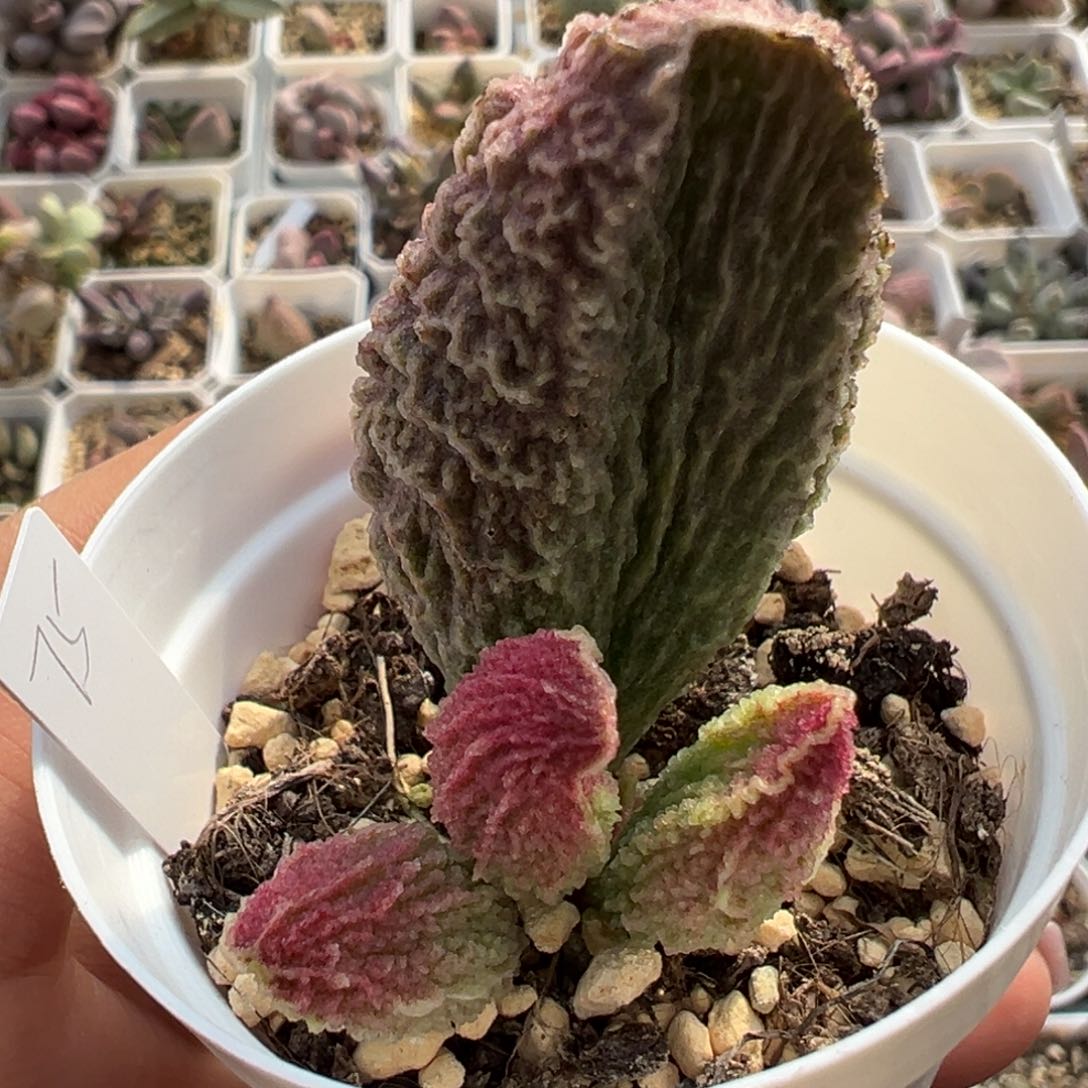 古灵阁大苗多肉植物水泡