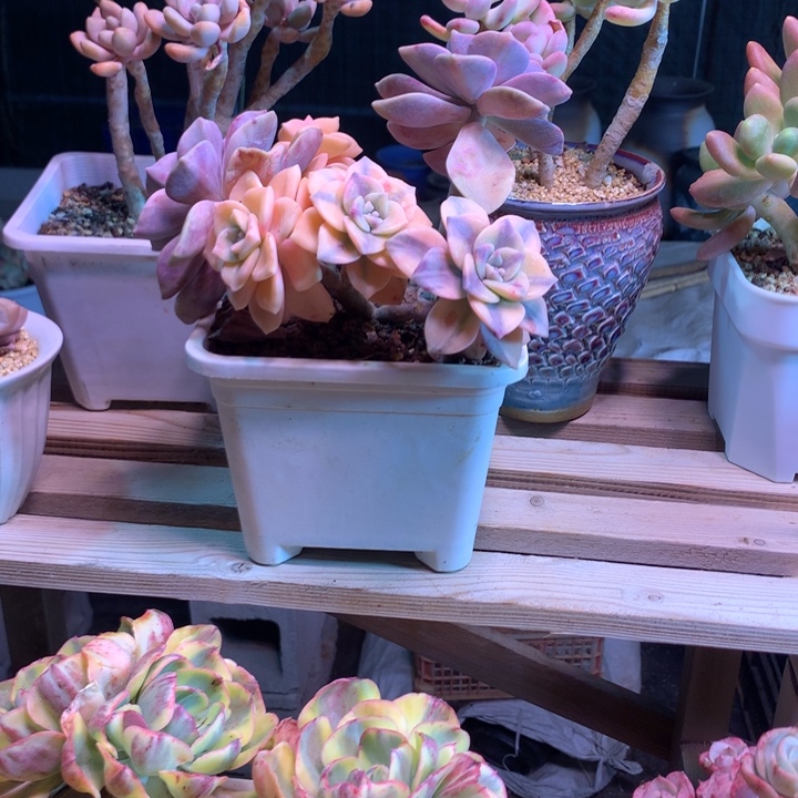 紫乐锦z z z z z