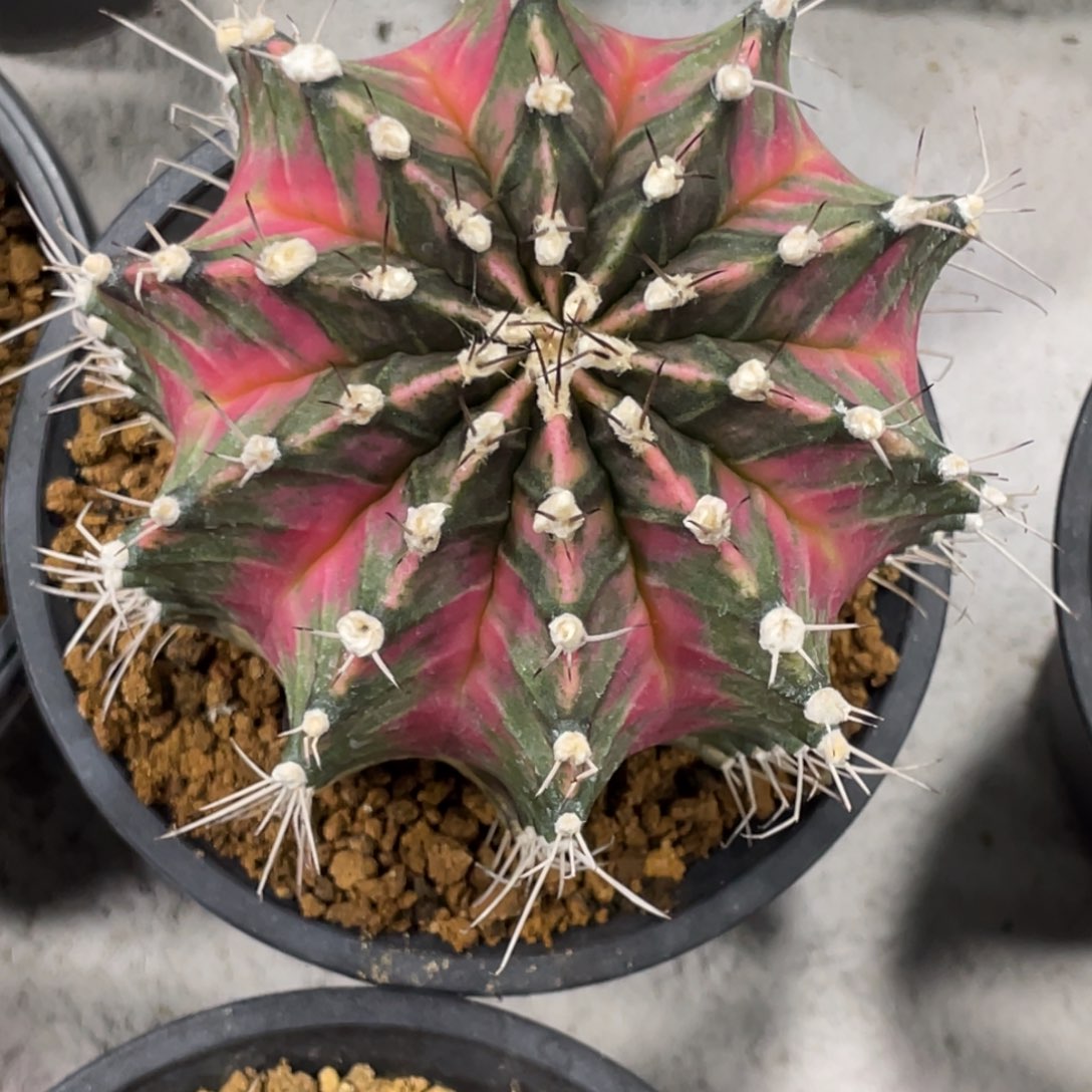当前无花朵，栽培后可花朵粉臀米哈锦