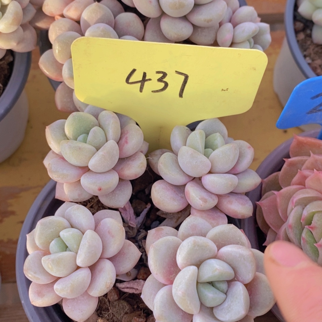 精品多肉，一物一拍，看准下单