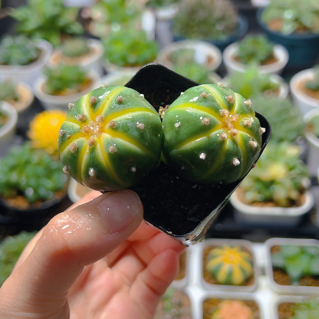 双头星兜锦仙人球多肉