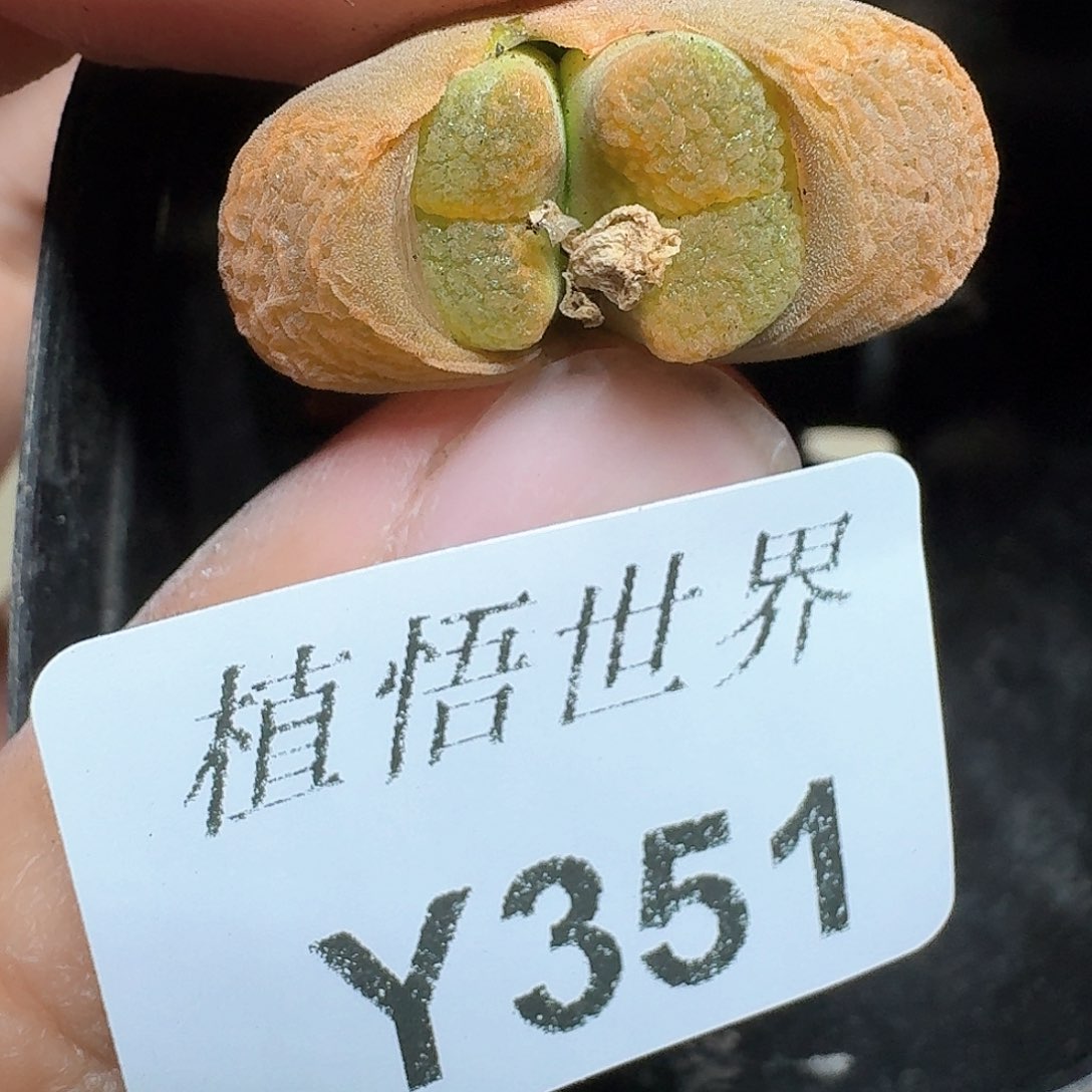 351号多多肉植物哇