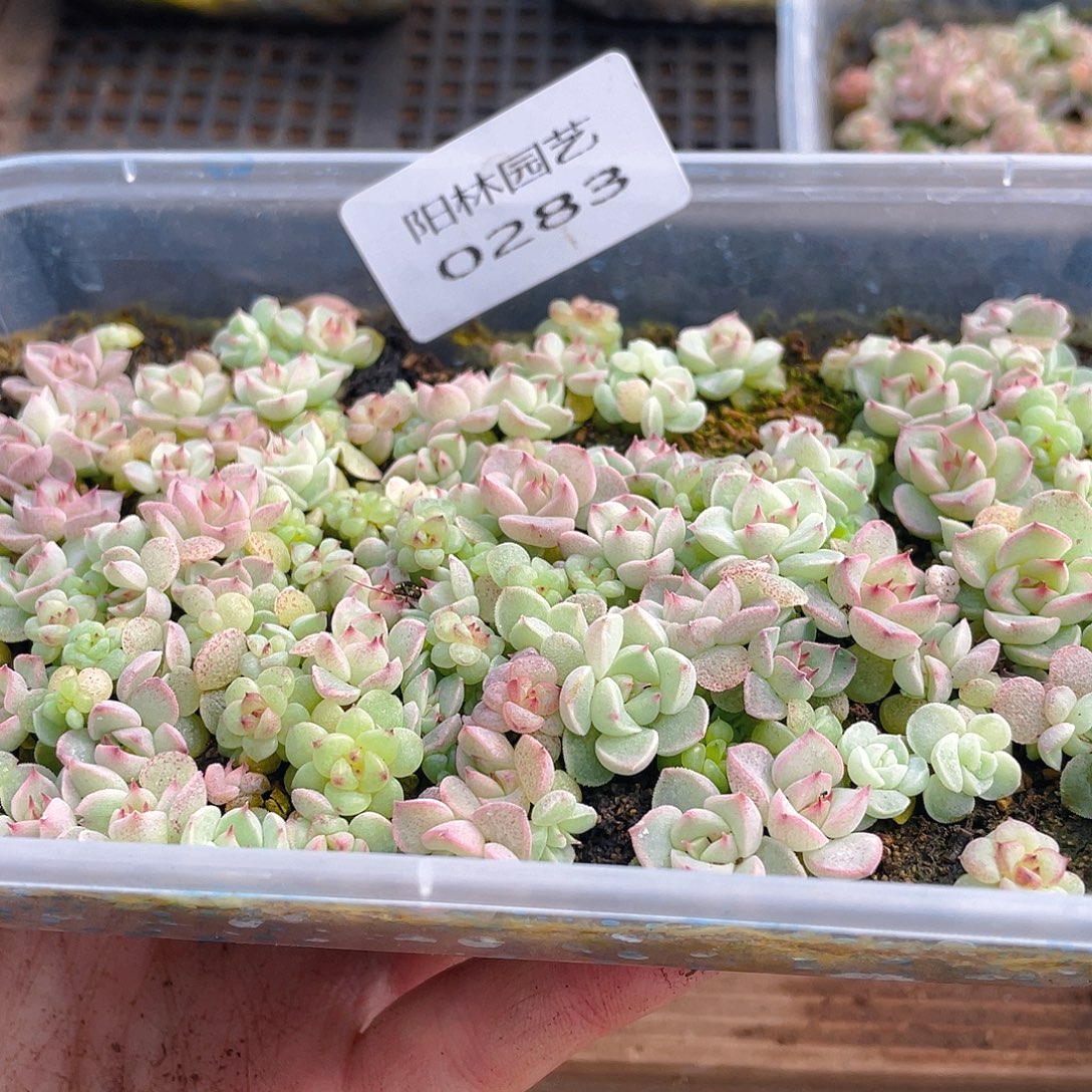 多肉植物多肉植物283