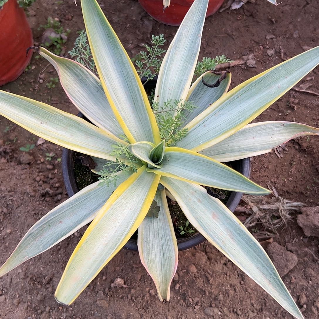 多肉植物银河旅人