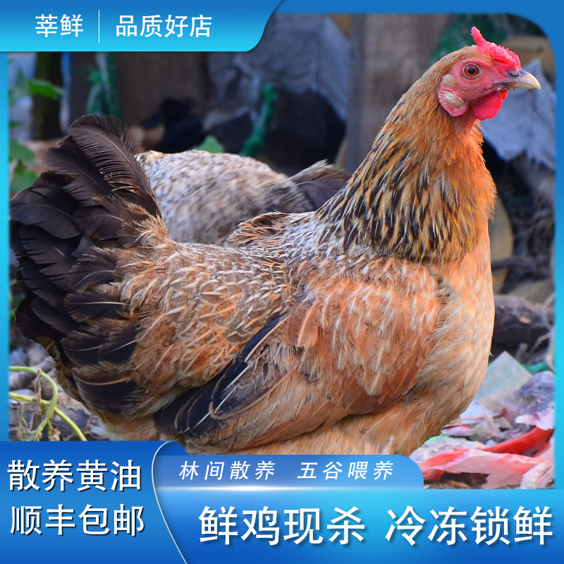 众食安谷饲500天黄油老母鸡2只装共4斤煲汤专用现杀速冻谷物喂养C