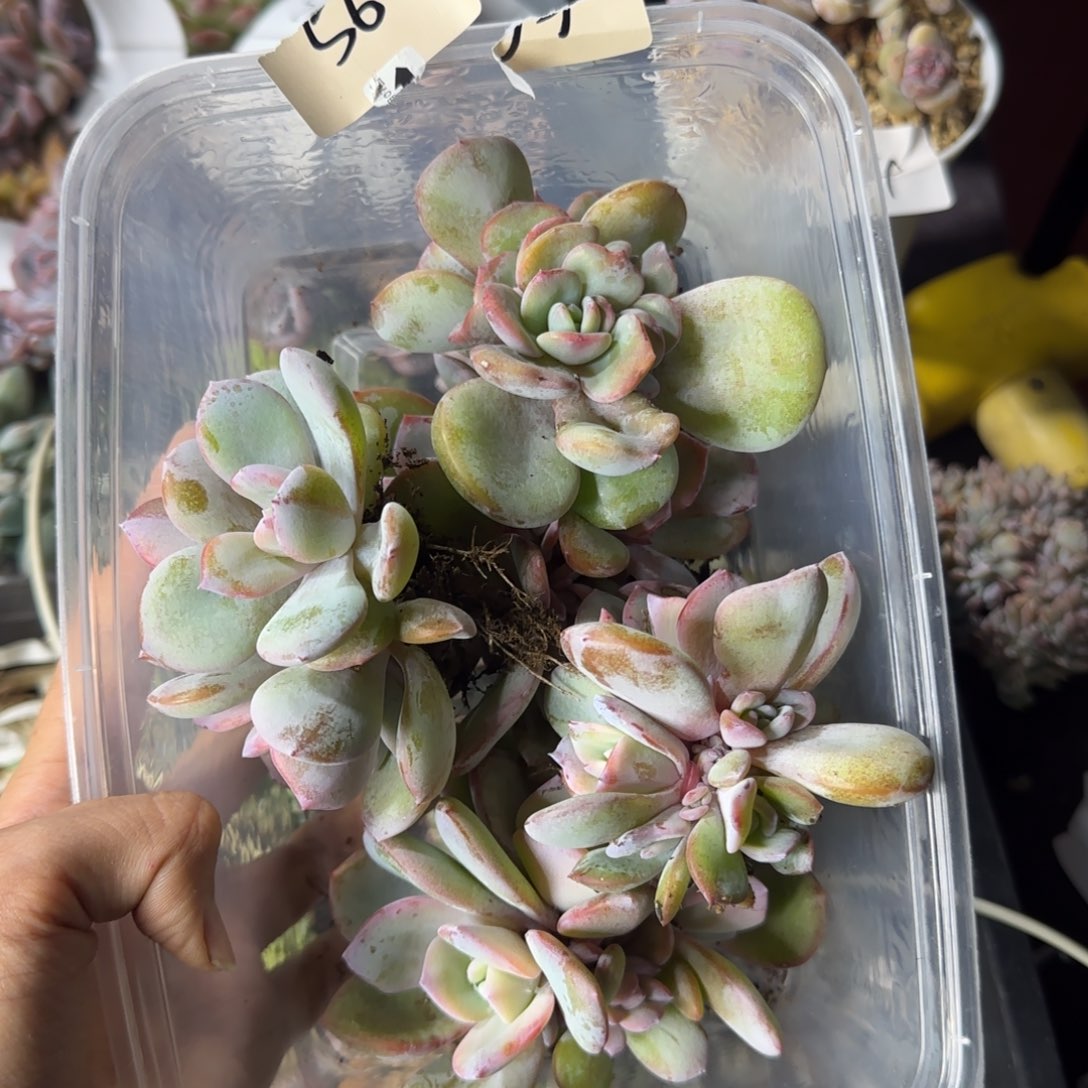 ****年韩版奶茶5颗多头一物一拍56