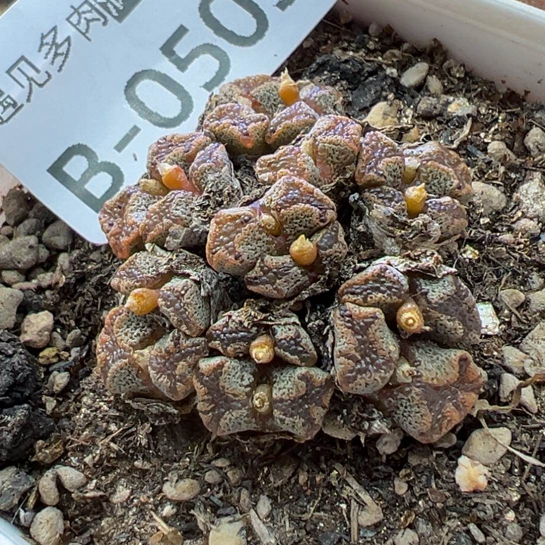 多肉植物1111111111111111