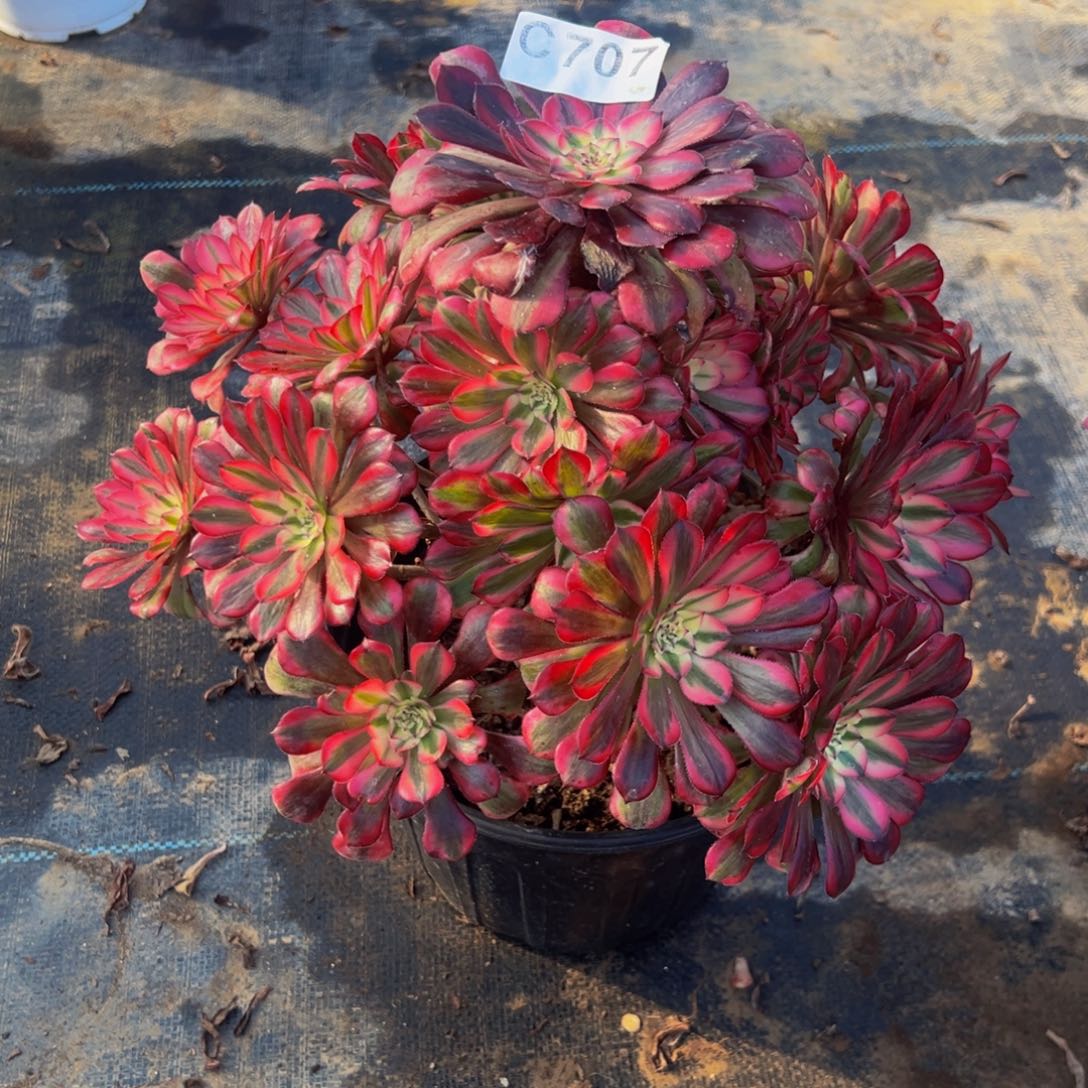 邢****无花朵红铜超白707