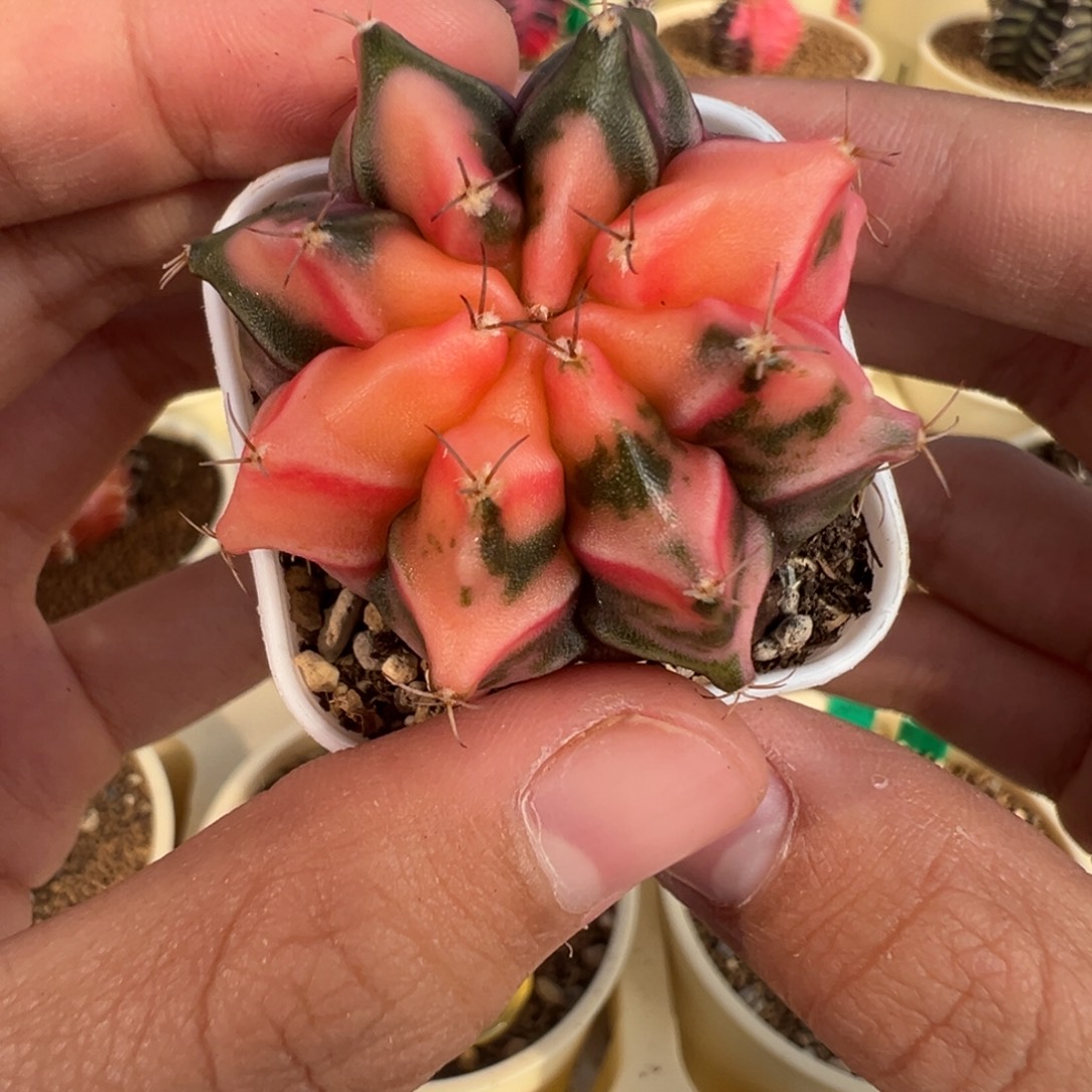 17 好看的米哈冲冲冲