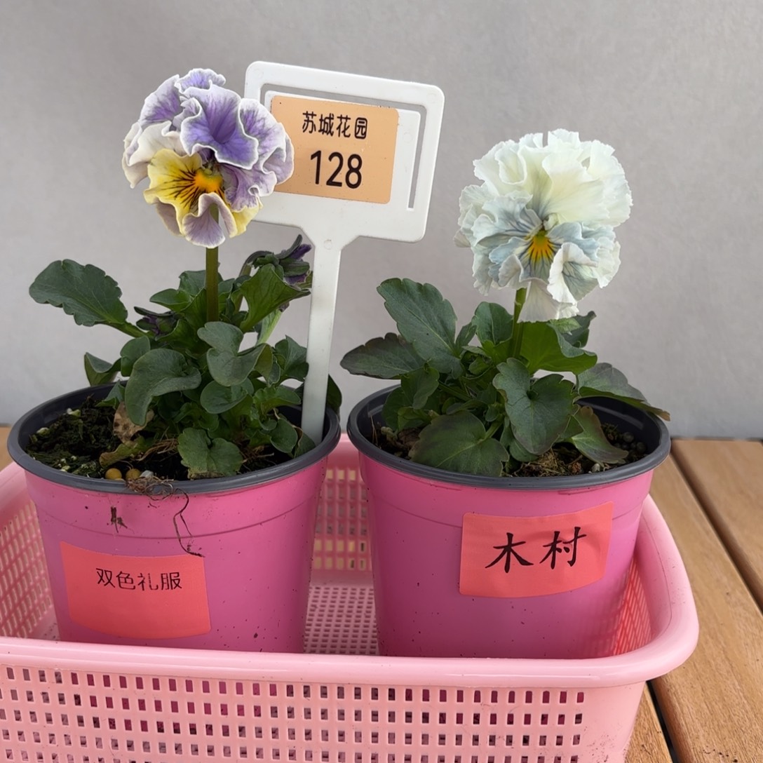大部分开放少量花苞128