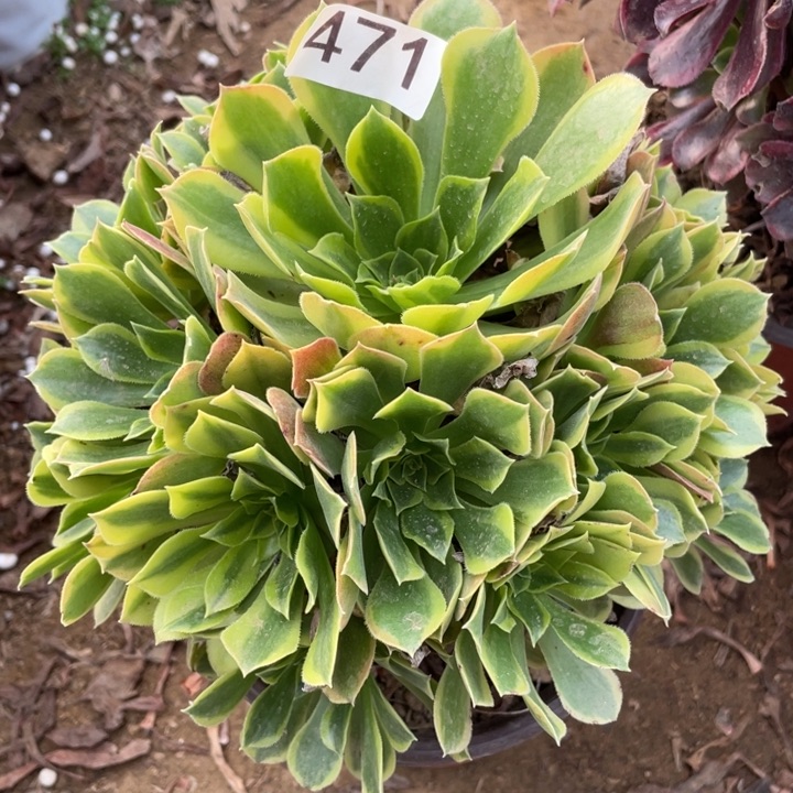 无花朵471青萌多肉植物