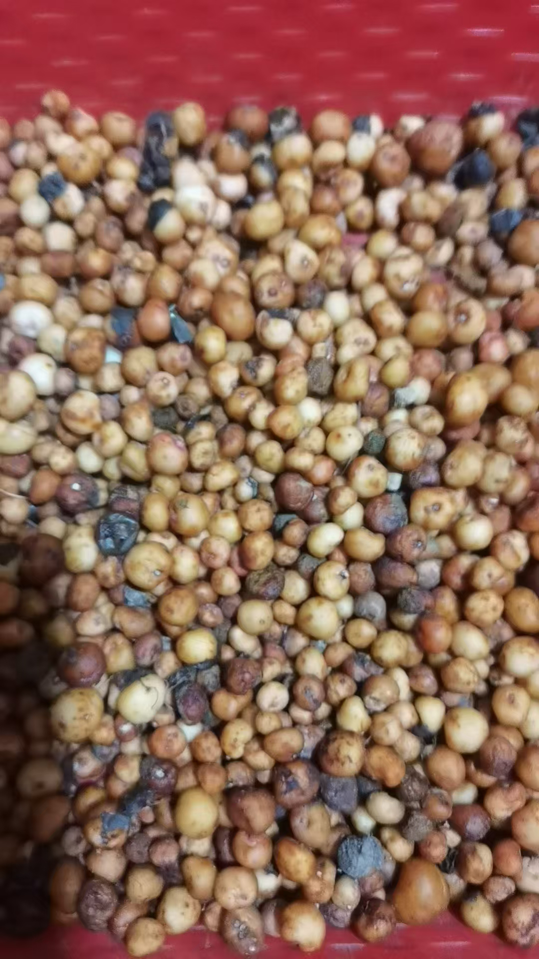 广西新鲜地下明珠落地珍珠陈伤子草眼泪草量大从优 