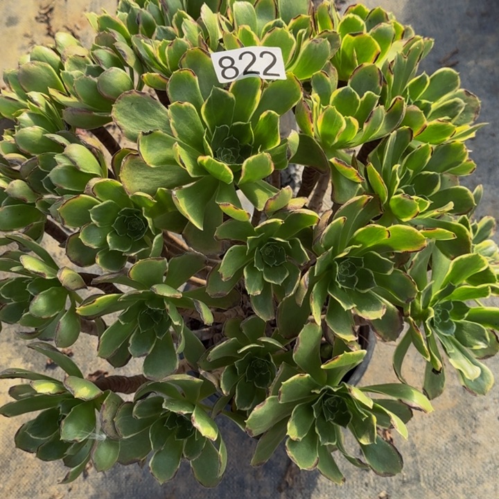 用***0无花朵000000822白风