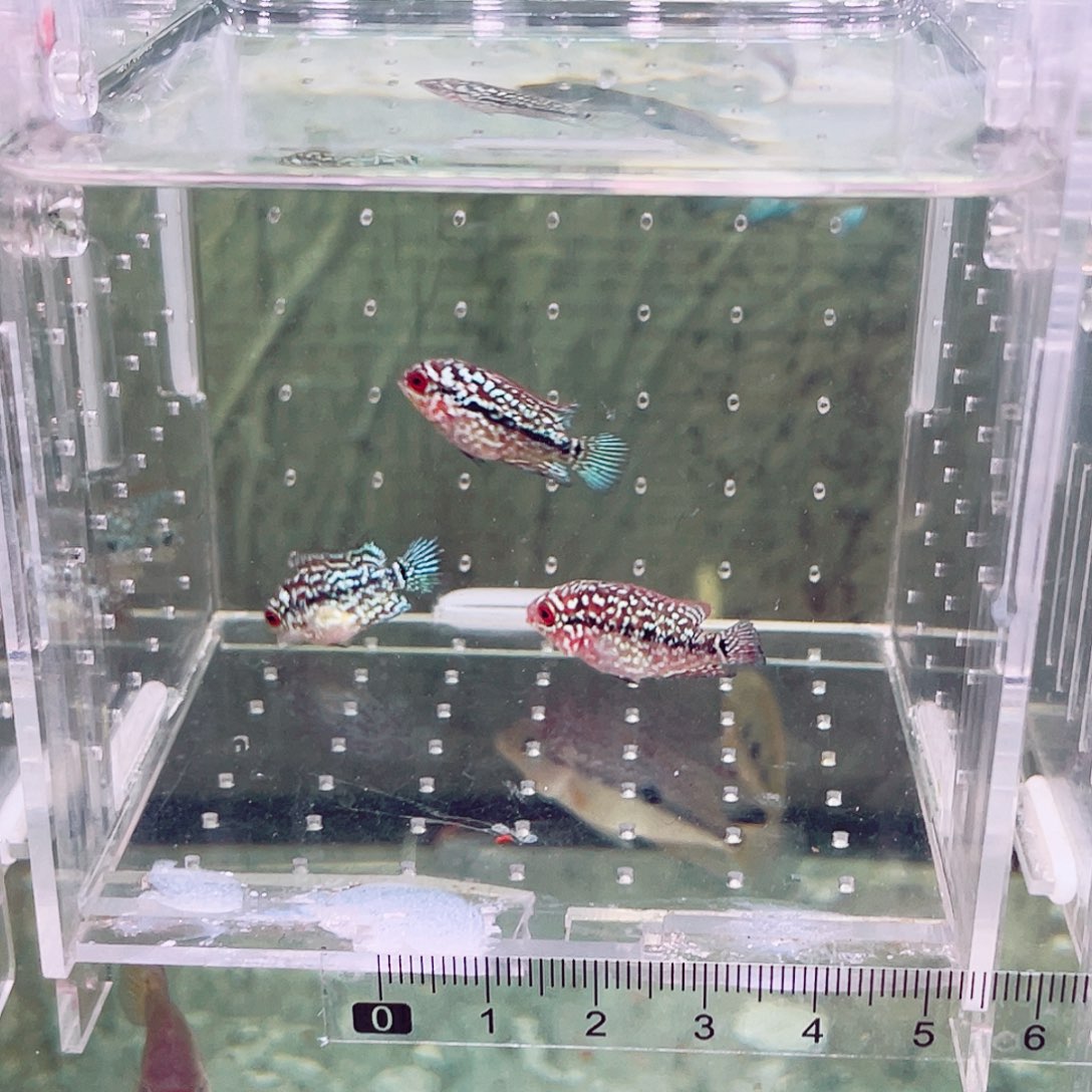 ꧁***꧂罗汉鱼f3罗汉鱼苗3条