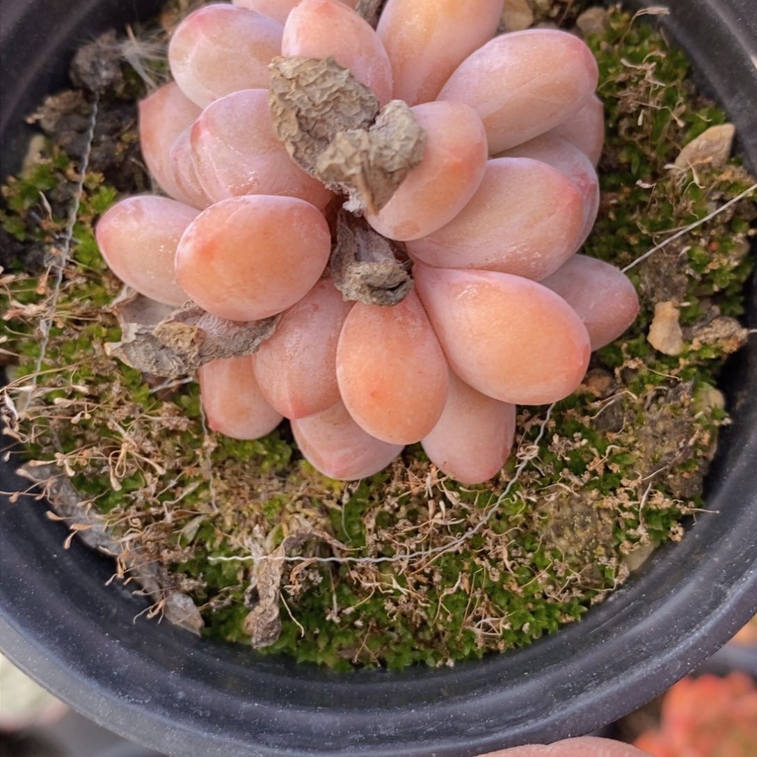 可以问主播品种，下滑链接更多品种多肉选择