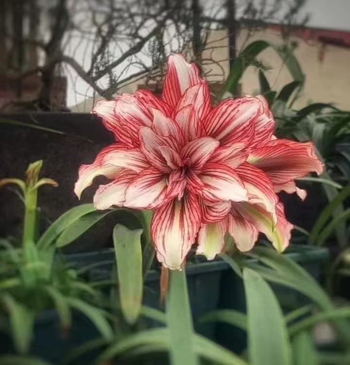 澳朱台朱包邮 --桃肋熏香2厘米 球