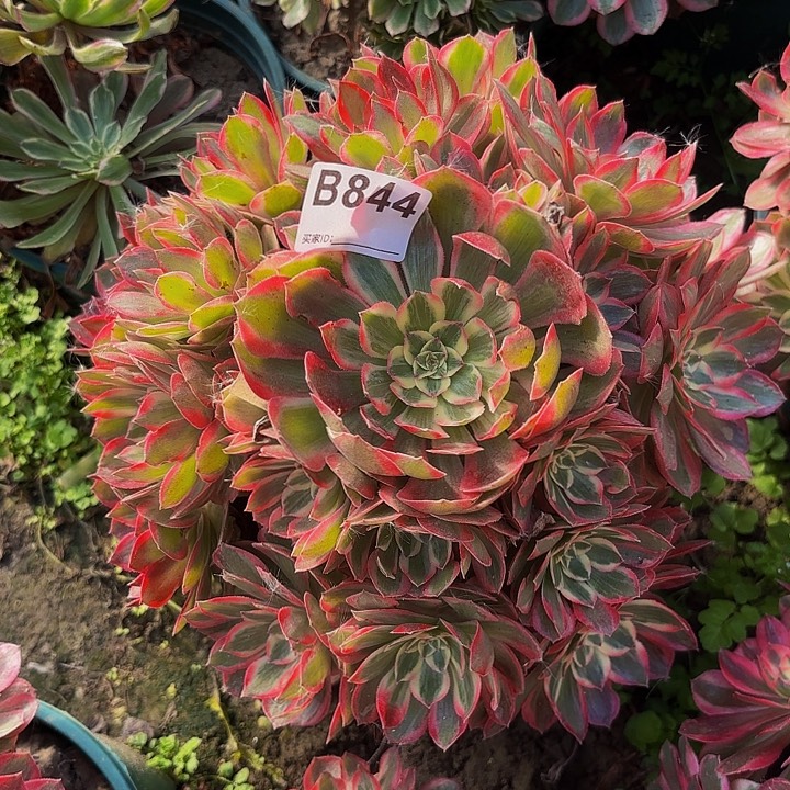 赤子心8-36-844偏远不包邮