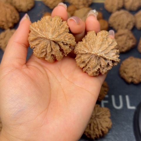 桃核吊坠陌*秦岭野生植物